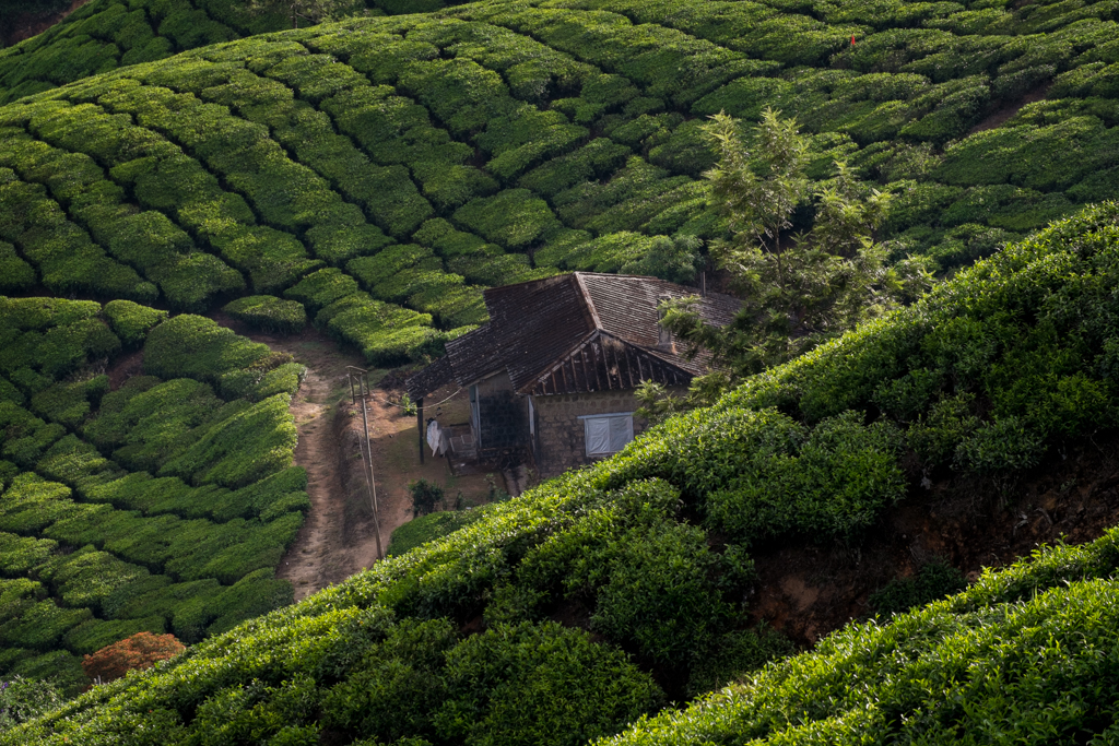 Munnar plantation de thé